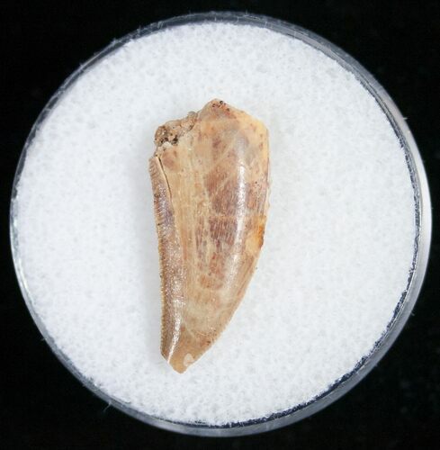 Raptor Tooth From Morocco - #11242